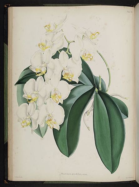File:Select orchidaceous plants. (Second series) (Plate VII) BHL269612.jpg