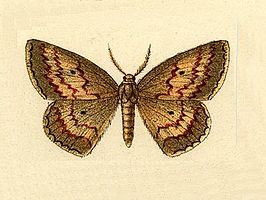 Semaeopus castaria