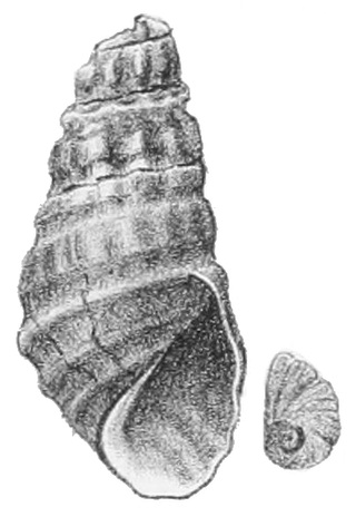 <i>Semisulcospira gottschei</i> Species of freshwater gastropod