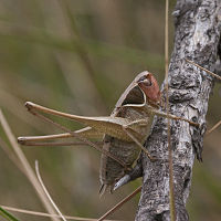 S. sepium, male Sepiana sepium.jpg