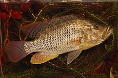 Serranochromis intermedius.jpg