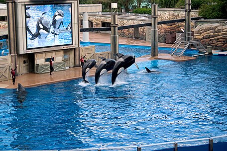 From Left: Ikaika, Katina, and Taku perform in SeaWorld Orlando Shamu Stadium.jpg