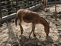 Cheval sauvage de Mongolie au Zoo de Shanghai