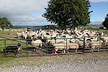 Sheep in a pen, in Yorkshire, England Sheep pen - geograph.org.uk - 1956507.jpg