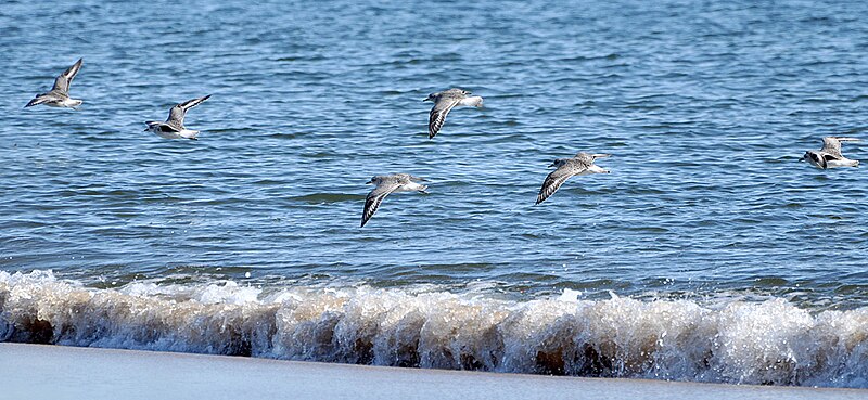 File:Shorebirds (9154177362).jpg