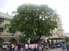 The Kalayaan Tree (Tree of Freedom or siar tree, Peltophorum pterocarpum, located near the front of the Malolos Cathedral). Siarjf.JPG