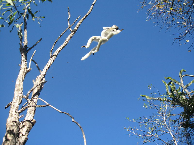 File:Sifaka leaping.jpg