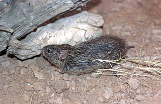 <span class="mw-page-title-main">Tawny-bellied cotton rat</span> Species of rodent