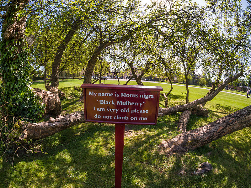 File:Sign on mulberry tree (9058586827).jpg