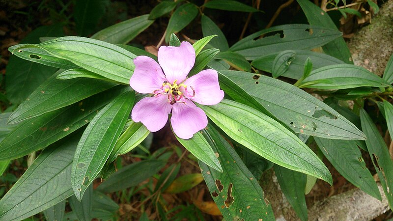 File:Singapore Rhododendron (Melastoma malabathricum).jpg