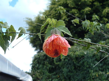 Abutilon