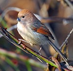 Sinosuthora webbiana in Zuid-Korea.jpg