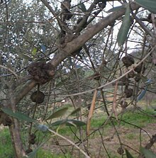 Les symptômes de mange.jpg d'olive