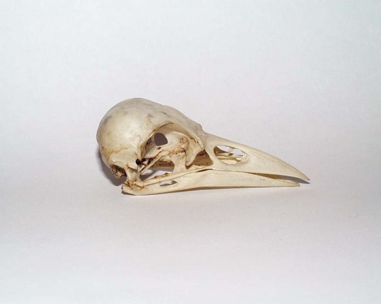 File:Skull corvus corone.jpg