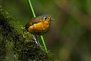 Slate-crowned Antpitta - Colombia S4E1919.jpg