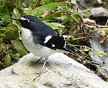 Сланцевидный forktail.jpg