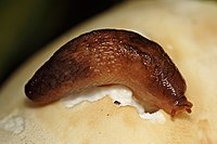 A slug (Lehmannia nyctelia) feeding on a mushroom Slug - Lehmannia nyctelia.jpg