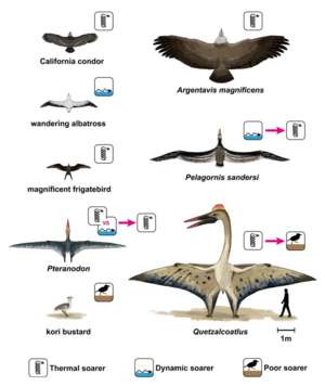 Frigatebird