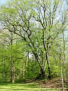 3 Hainbuchen im Waldfriedhof Solln