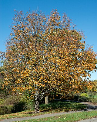 <i>Alniaria yuana</i> Species of plant in the family Rosaceae