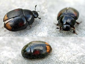 Common dung ball beetle (Sphaeridium scarabaeoides)