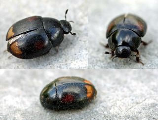 <i>Sphaeridium scarabaeoides</i> Species of beetle