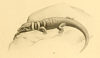Mantanzas least gecko Species of lizard