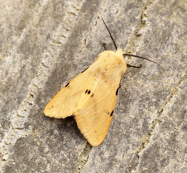 File:Spilosoma luteum (7349787156).jpg