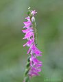 Spiranthes sinensis