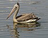 Spot billed pelican (Pelecanus philippensis) 690V0093 - Flickr - Lip Kee.jpg