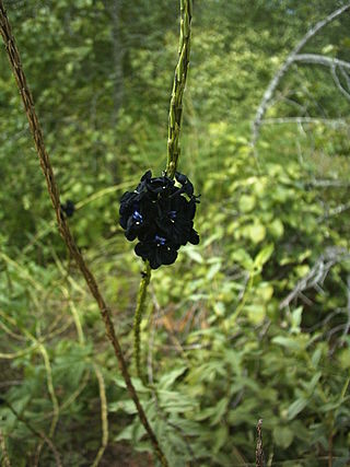 <i>Stachytarpheta</i> Genus of flowering plants in the vervain family Verbenaceae