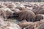 Thumbnail for File:Stacked hay in Lupburg, Bavaria - 2018.jpg