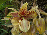 Stanhopea tigrina blooming in Phipps Conservatory, Pittsburgh