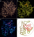 Staph nuclease brass model to UV worm