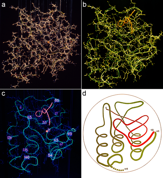 File:Staph nuclease brass model to UV worm.png