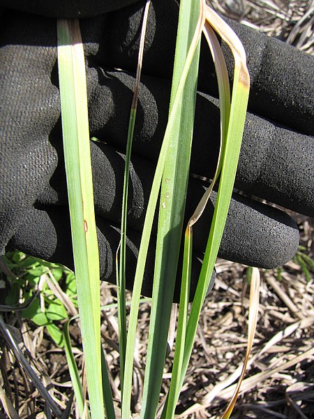 File:Starr-130320-3315-Cyperus javanicus-habit-Mokolea Pt Kilauea Pt NWR-Kauai (24913391140).jpg