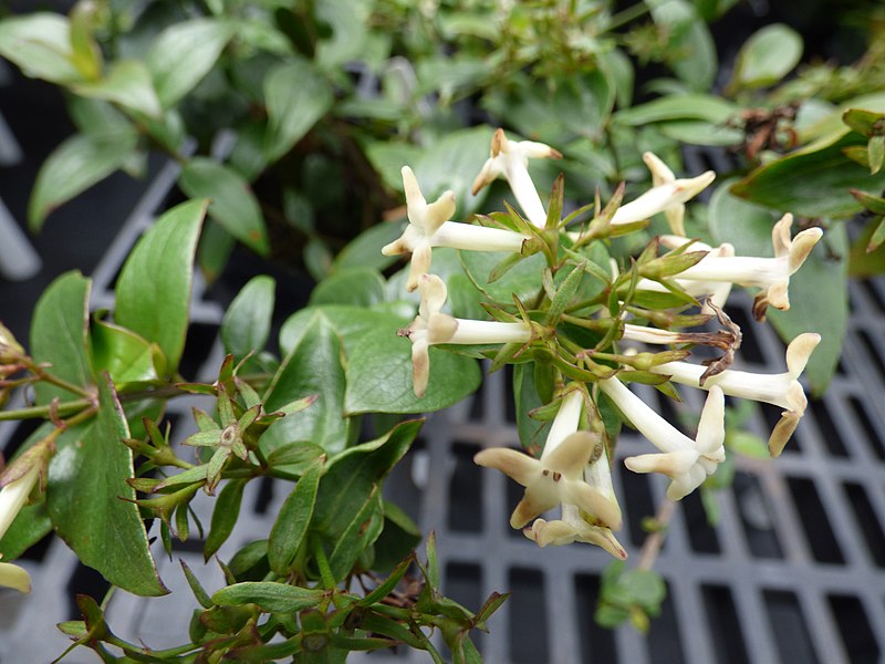 File:Starr-150518-0846-Kadua cordata-flowers leaves-Olinda Rare Plant Nursery-Maui.jpg