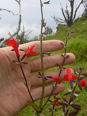 Starr 040327-0009 Salvia coccinea.jpg