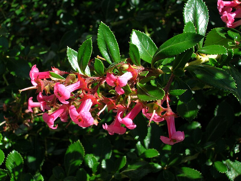 File:Starr 050817-3953 Escallonia rubra var. macrantha.jpg