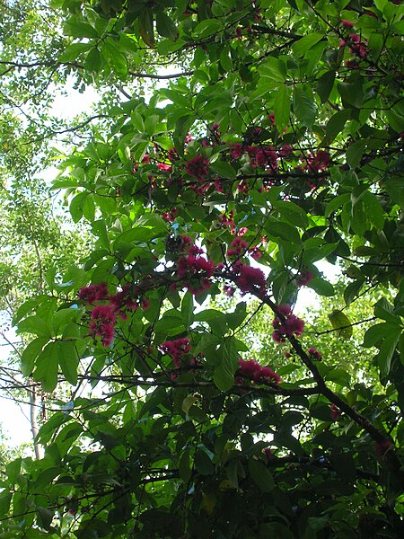 Tập_tin:Starr_060306-6603_Syzygium_malaccense.jpg