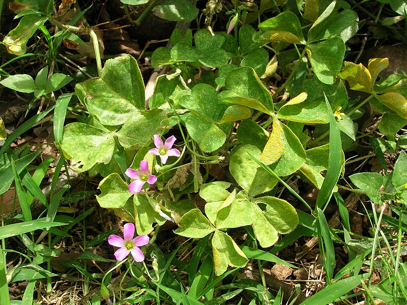 File:Starr 080429-8900 Oxalis debilis var. corymbosa.jpg