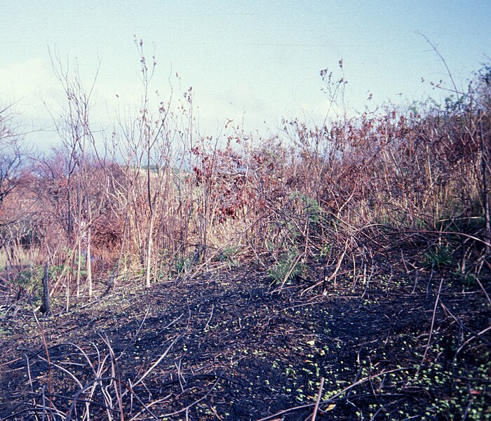 File:Starr 980328-0042 Hibiscus furcellatus.jpg