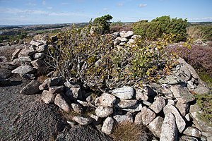 Stensättning i Tanums kommun by Peter Krantz.