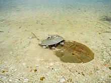 Atlantic horseshoe crabs in Mexico, such as this pair at Holbox Island, mostly breed in lagoons with mangrove and seagrass Stingray Holbox island Mexico (20171546092).jpg