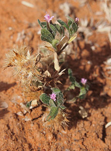 Streptoglossa adscendens habit.jpg