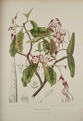 <i>Strophanthus caudatus</i> Species of plant