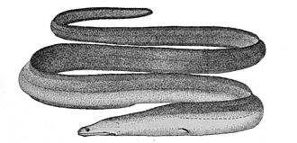 Slender giant moray depiction from 1911 Strophidonsathete.jpg