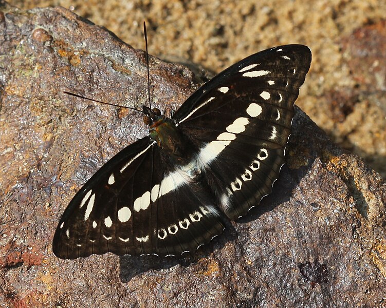 File:Studded sergeant butterfly.JPG