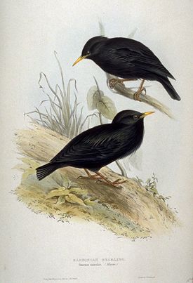 http://upload.wikimedia.org/wikipedia/commons/thumb/b/b3/Sturnus_unicolor_by_John_Gould.jpg/275px-Sturnus_unicolor_by_John_Gould.jpg