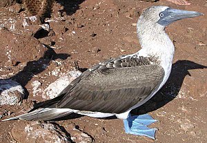 Illes Galápagos: Història, Geologia, Conservació